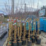 Marhuľa obyčajná (Prunus armeniaca) ´POLONAIS´ - výška 190-220 cm, kont. C10L 